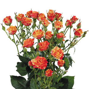 fire_flash_roses